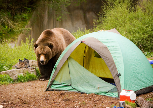 Bear next to green tent in the wilderness 