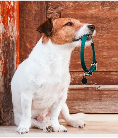 Tips to Keep Your Pets from Tripping Up Your Security System